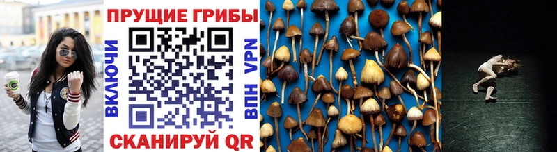 Купить  Макарьев  Псилоцибиновые грибы MAGIC MUSHROOMS 